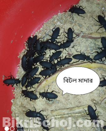 বিটল পোকা